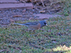 Junco hyemalis mearnsi