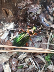 Carabus auronitens