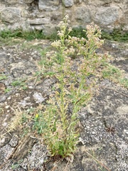 Erigeron canadensis