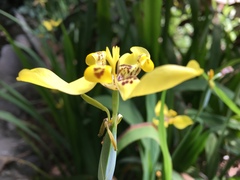 Trimezia steyermarkii