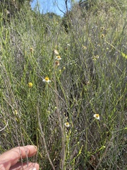 Chloracantha spinosa