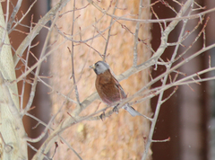 Leucosticte tephrocotis littoralis