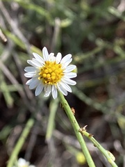 Chloracantha spinosa