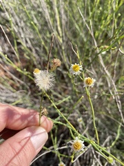 Chloracantha spinosa