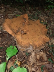 Polyporoletus sublividus