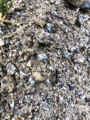 Formicinae