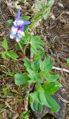 Corydalis