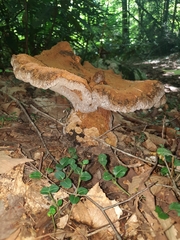 Polyporoletus sublividus