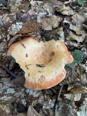 Lactarius deliciosus