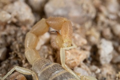 Parabuthus brevimanus