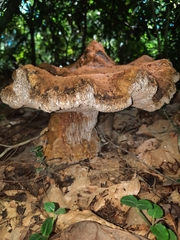 Polyporoletus sublividus