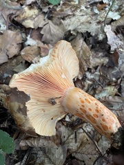 Lactarius deliciosus