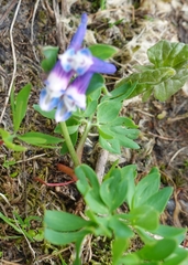 Corydalis
