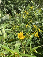 Bidens laevis