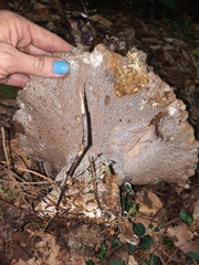 Polyporoletus sublividus