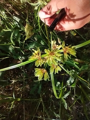 Cyperus eragrostis