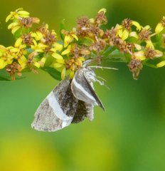 Trichodezia albovittata