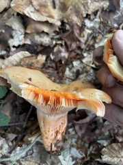 Lactarius deliciosus