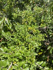 Ilex vomitoria