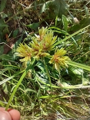 Cyperus eragrostis