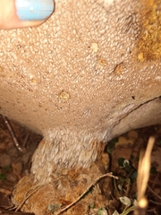 Polyporoletus sublividus