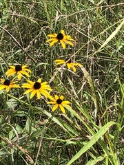 Rudbeckia fulgida