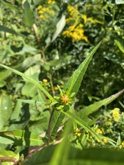 Bidens laevis