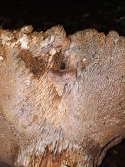 Polyporoletus sublividus