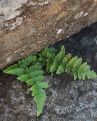 Dryopteris cristata