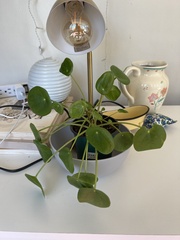 Pilea