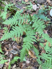 Phegopteris
