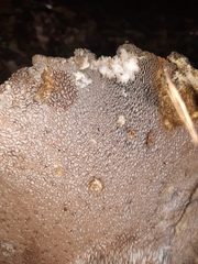 Polyporoletus sublividus