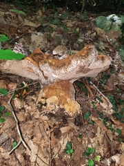 Polyporoletus sublividus