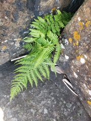 Athyrium angustum