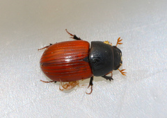 Aphodius pedellus