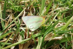 Colias dimera