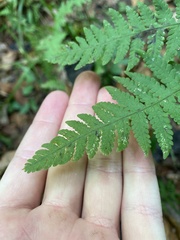 Phegopteris