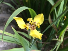 Trimezia steyermarkii