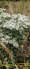 Eupatorium serotinum