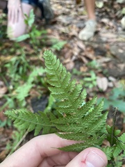 Phegopteris