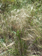 Elymus elymoides