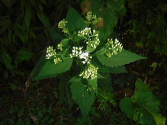 Ageratina altissima