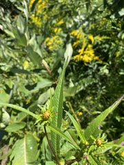 Bidens laevis