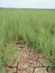 Suaeda maritima