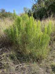 Baccharis neglecta