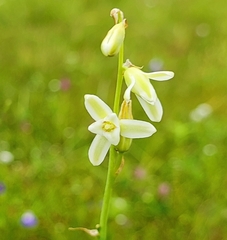 Dipcadi montanum