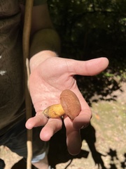 Aureoboletus auriporus