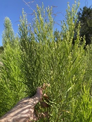 Baccharis neglecta