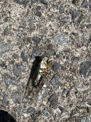 Neotibicen linnei