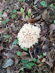 Sparassis spathulata